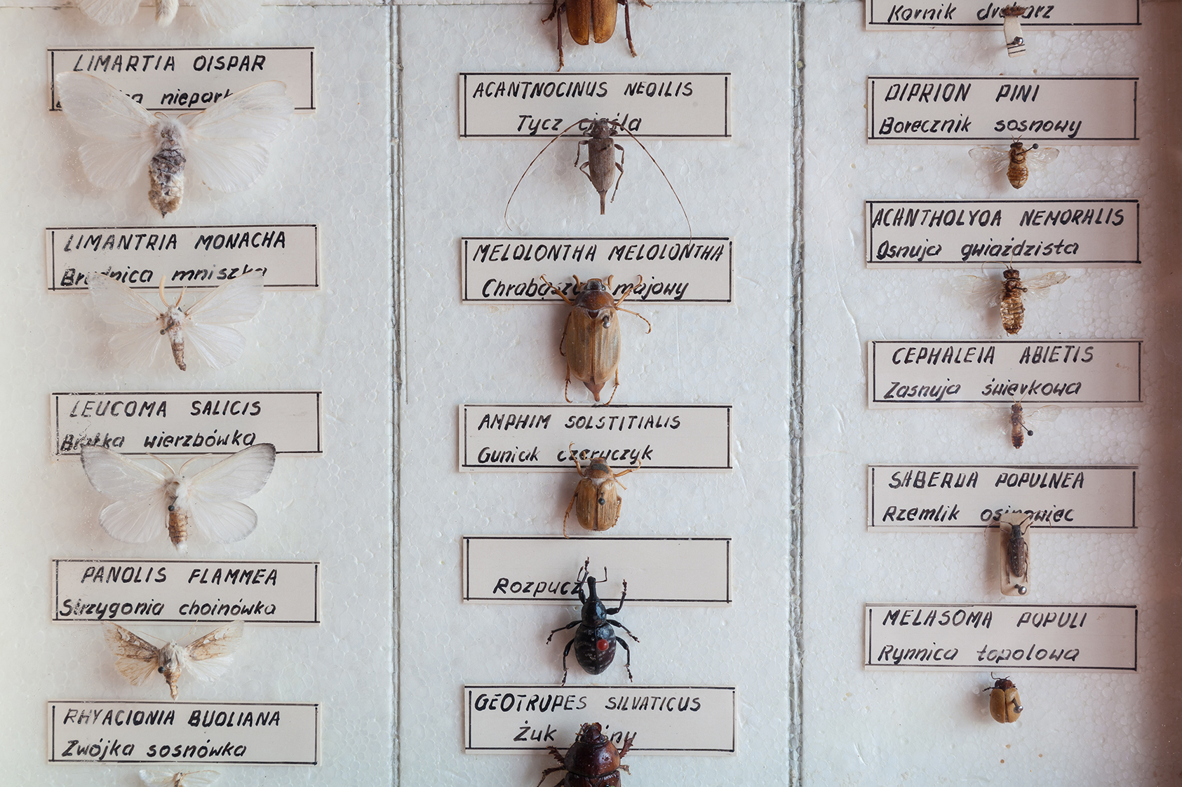A bug hunter&rsquo;s collection with some nice specimens (Photo: FreeImages.com/pi242)