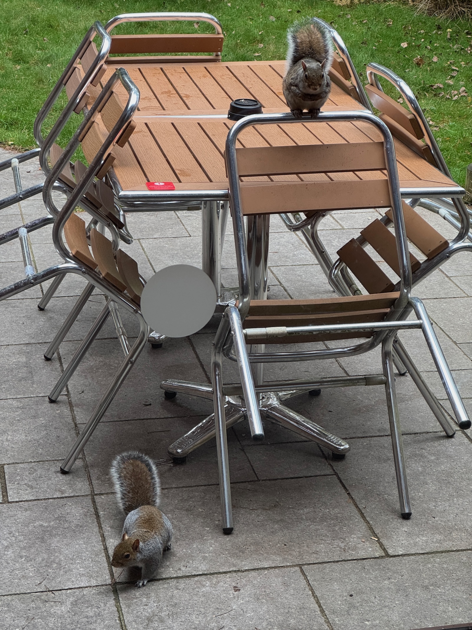 The all-present and always watching squirrels gave the CRS core team a high paranoia level